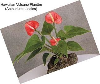 Hawaiian Volcano Planttm (Anthurium species)