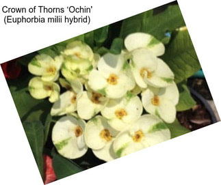 Crown of Thorns ‘Ochin\' (Euphorbia milii hybrid)