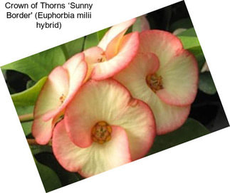 Crown of Thorns ‘Sunny Border\' (Euphorbia milii hybrid)