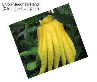 Citron ‘Buddha\'s Hand\' (Citrus medica hybrid)