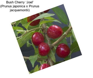 Bush Cherry ‘Joel\' (Prunus japonica x Prunus jacquemontii)
