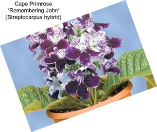 Cape Primrose ‘Remembering John\' (Streptocarpus hybrid)