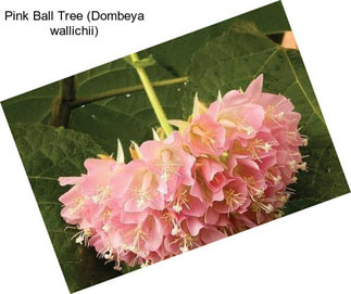 Pink Ball Tree (Dombeya wallichii)