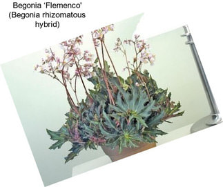 Begonia ‘Flemenco\' (Begonia rhizomatous hybrid)