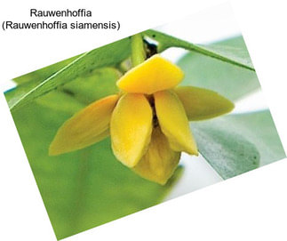 Rauwenhoffia (Rauwenhoffia siamensis)