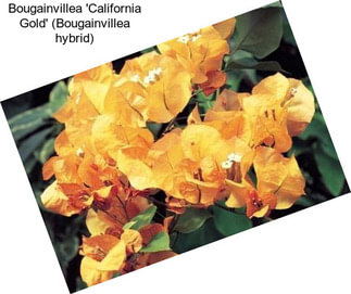 Bougainvillea \'California Gold\' (Bougainvillea hybrid)