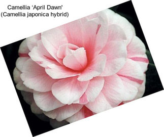 Camellia ‘April Dawn\' (Camellia japonica hybrid)