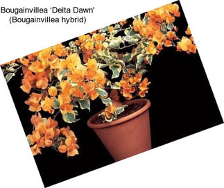 Bougainvillea ‘Delta Dawn\' (Bougainvillea hybrid)