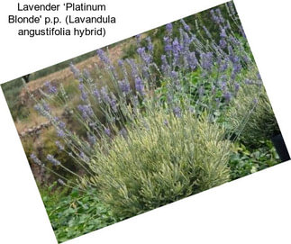 Lavender ‘Platinum Blonde\' p.p. (Lavandula angustifolia hybrid)