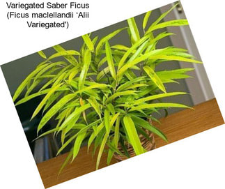 Variegated Saber Ficus (Ficus maclellandii ‘Alii Variegated\')