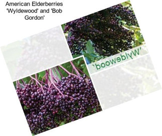 American Elderberries \'Wyldewood\' and \'Bob Gordon\'