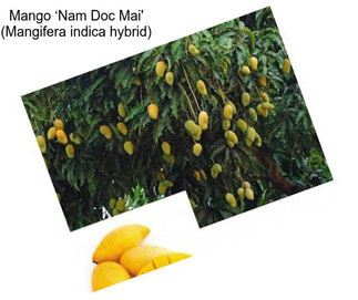 Mango ‘Nam Doc Mai\' (Mangifera indica hybrid)