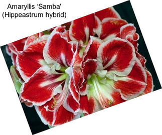 Amaryllis ‘Samba\' (Hippeastrum hybrid)