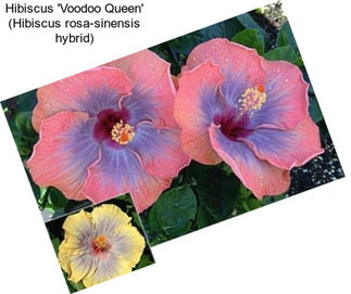 Hibiscus \'Voodoo Queen\' (Hibiscus rosa-sinensis hybrid)