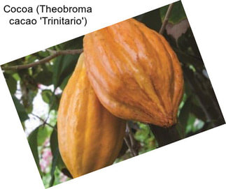 Cocoa (Theobroma cacao \'Trinitario\')