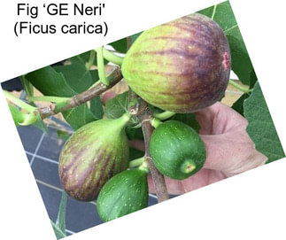 Fig ‘GE Neri\' (Ficus carica)