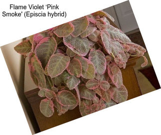 Flame Violet ‘Pink Smoke\' (Episcia hybrid)