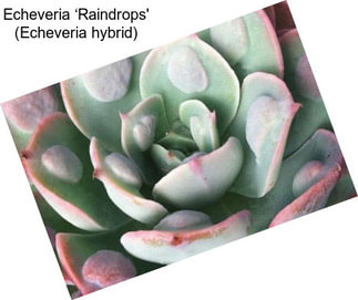 Echeveria ‘Raindrops\' (Echeveria hybrid)