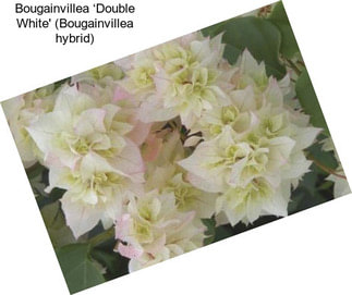 Bougainvillea ‘Double White\' (Bougainvillea hybrid)