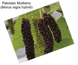 Pakistan Mulberry (Morus nigra hybrid)