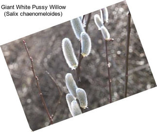 Giant White Pussy Willow (Salix chaenomeloides)