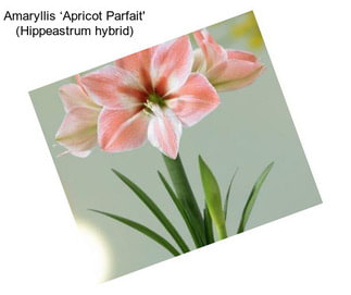 Amaryllis ‘Apricot Parfait\' (Hippeastrum hybrid)