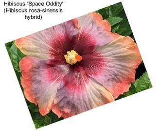 Hibiscus ‘Space Oddity\' (Hibiscus rosa-sinensis hybrid)