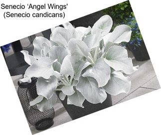 Senecio ‘Angel Wings\' (Senecio candicans)