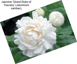Jasmine ‘Grand Duke of Tuscany\' (Jasminum sambac)