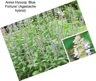 Anise Hyssop ‘Blue Fortune\' (Agastache hybrid)