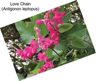 Love Chain (Antigonon leptopus)