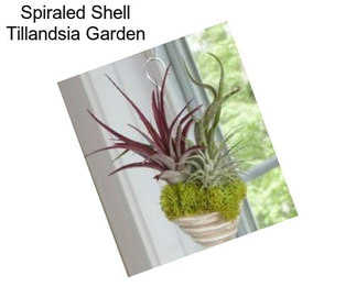 Spiraled Shell Tillandsia Garden