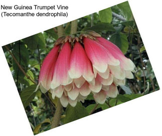 New Guinea Trumpet Vine (Tecomanthe dendrophila)
