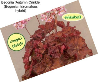 Begonia ‘Autumn Crinkle\' (Begonia rhizomatous hybrid)