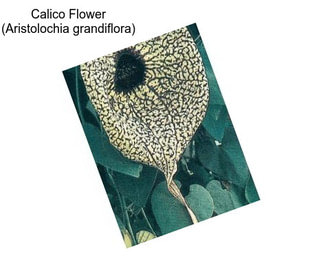 Calico Flower (Aristolochia grandiflora)