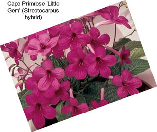 Cape Primrose \'Little Gem\' (Streptocarpus hybrid)