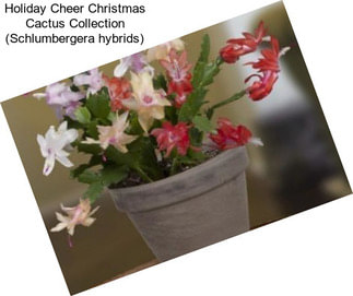 Holiday Cheer Christmas Cactus Collection (Schlumbergera hybrids)