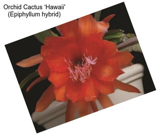 Orchid Cactus ‘Hawaii\' (Epiphyllum hybrid)