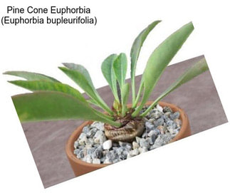 Pine Cone Euphorbia (Euphorbia bupleurifolia)