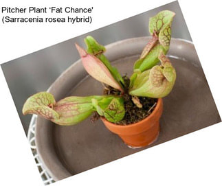 Pitcher Plant ‘Fat Chance\' (Sarracenia rosea hybrid)