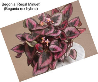 Begonia ‘Regal Minuet\' (Begonia rex hybrid)