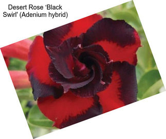 Desert Rose ‘Black Swirl\' (Adenium hybrid)