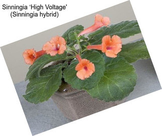 Sinningia ‘High Voltage\' (Sinningia hybrid)