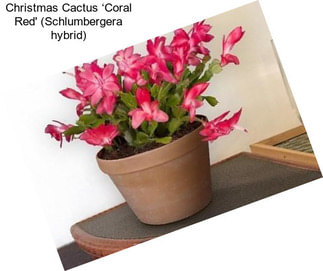 Christmas Cactus ‘Coral Red\' (Schlumbergera hybrid)