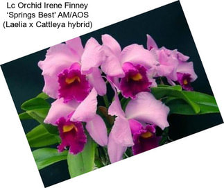 Lc Orchid Irene Finney ‘Springs Best\' AM/AOS (Laelia x Cattleya hybrid)
