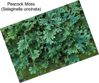 Peacock Moss (Selaginella uncinata)