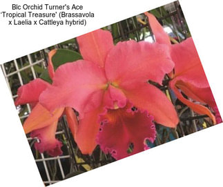Blc Orchid Turner\'s Ace ‘Tropical Treasure\' (Brassavola x Laelia x Cattleya hybrid)