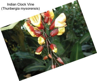 Indian Clock Vine (Thunbergia mysorensis)