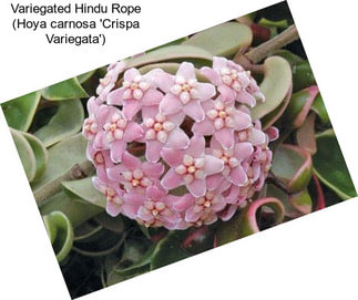 Variegated Hindu Rope (Hoya carnosa \'Crispa Variegata\')