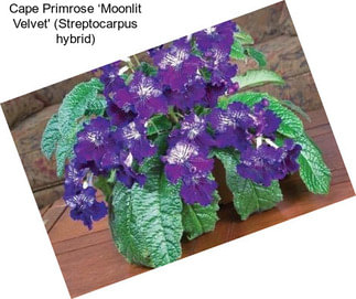 Cape Primrose ‘Moonlit Velvet\' (Streptocarpus hybrid)
